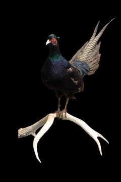 Black Pheasant Mounted on Antlers