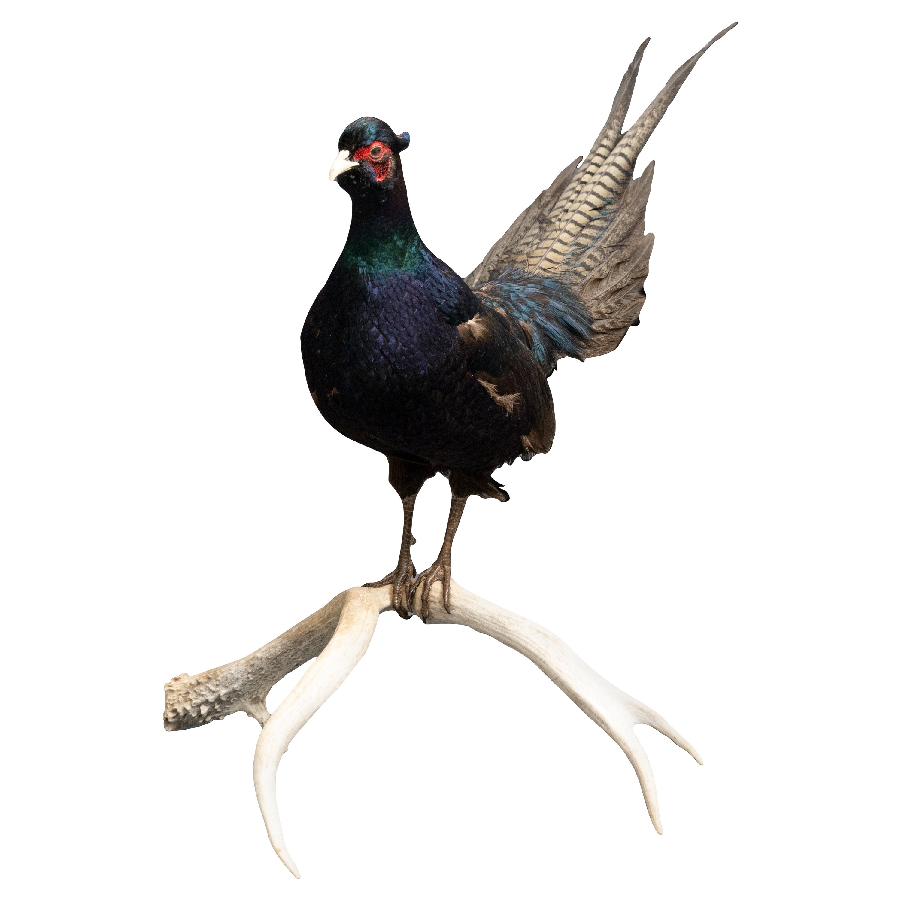 Black Pheasant Mounted on Antlers