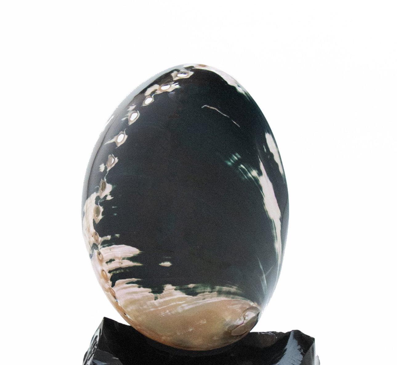 Black polished abalone shell on obsidian with baroque pearls. 

Abalone shells are known for their iridescent and pearlescent features. This rare form of abalone has a mostly black outer shell which is hard to come by and coordinates with the