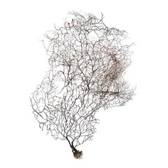 Ventilateur de la mer Noire