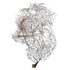 Vintage Black Sea Fan