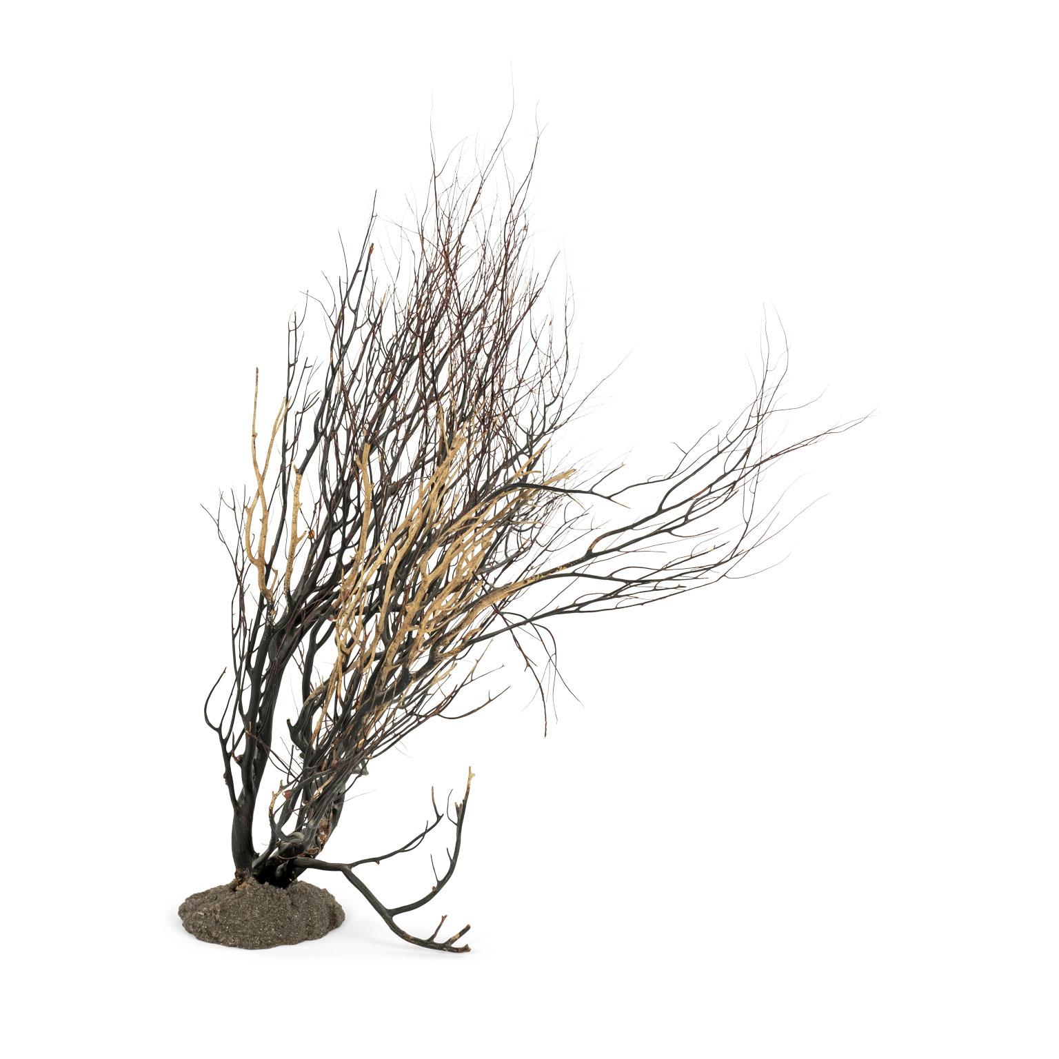 Contemporary Black Sea Whip Coral Sculpture