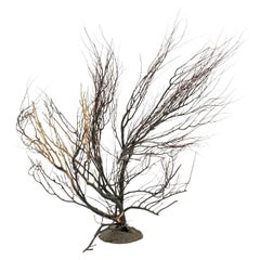 Black Sea Whip Coral Sculpture