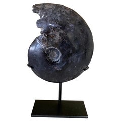 Black Single Ammonite Sculpture On Stand, Madagascar, Prehistoric