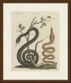 Black Snake with Hummingbird, Antique Bertuch Print, Vienna, circa 1805