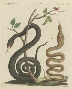 Black Snake with Hummingbird, Antique Bertuch Print, Vienna, circa 1805