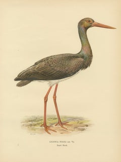 Black Stork Ciconia Nigra - Antique Scandinavian Bird Lithograph, 1929