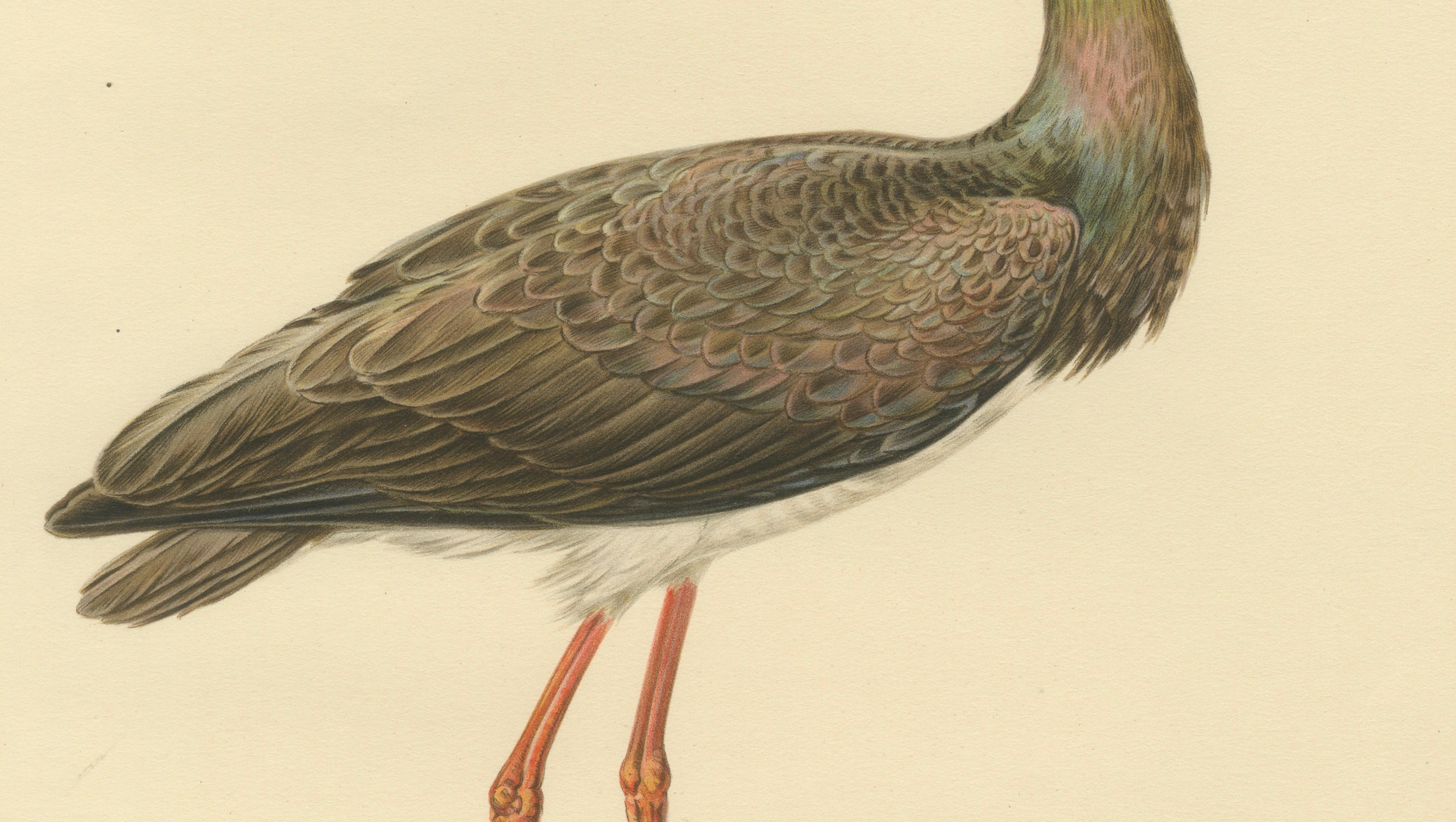 Black Stork Ciconia Nigra - Antique Scandinavian Bird Lithograph, 1929