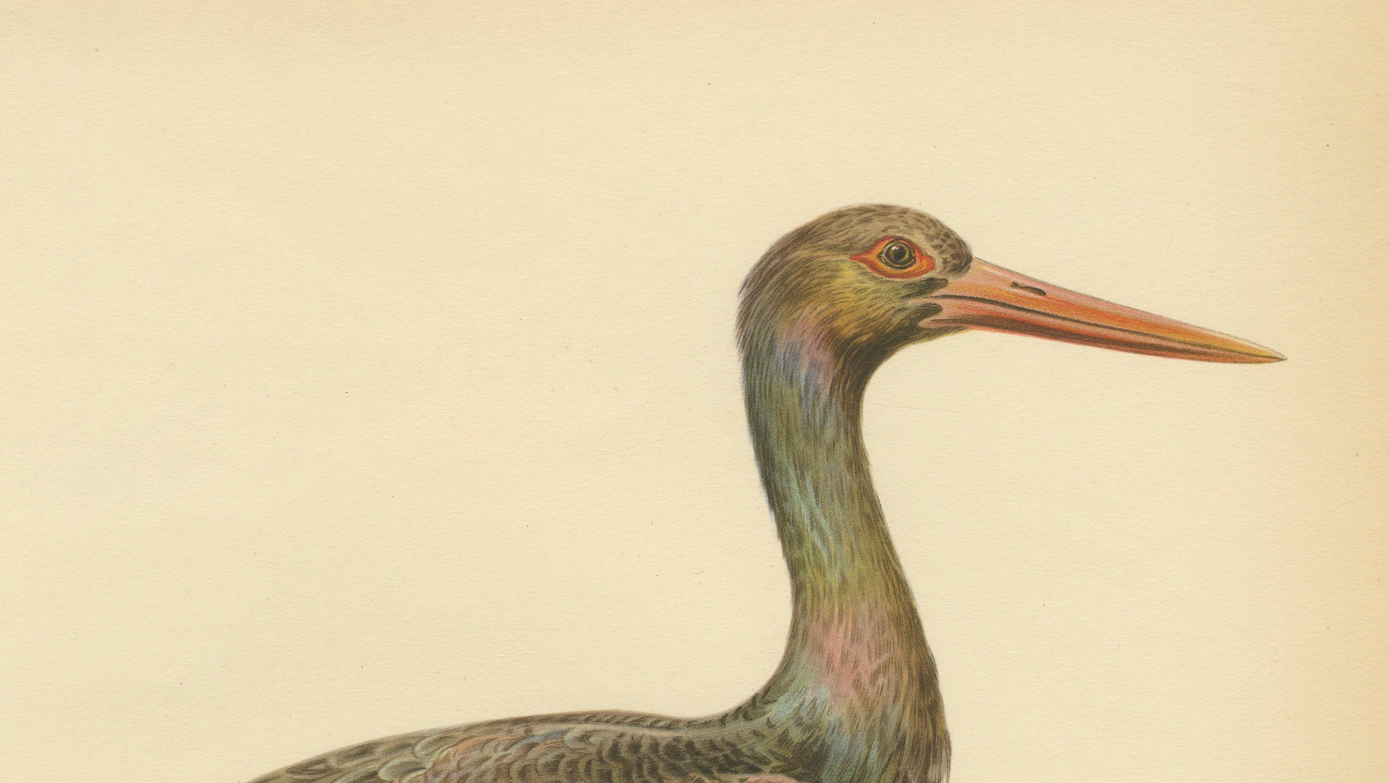 Black Stork Ciconia Nigra - Antique Scandinavian Bird Lithograph, 1929