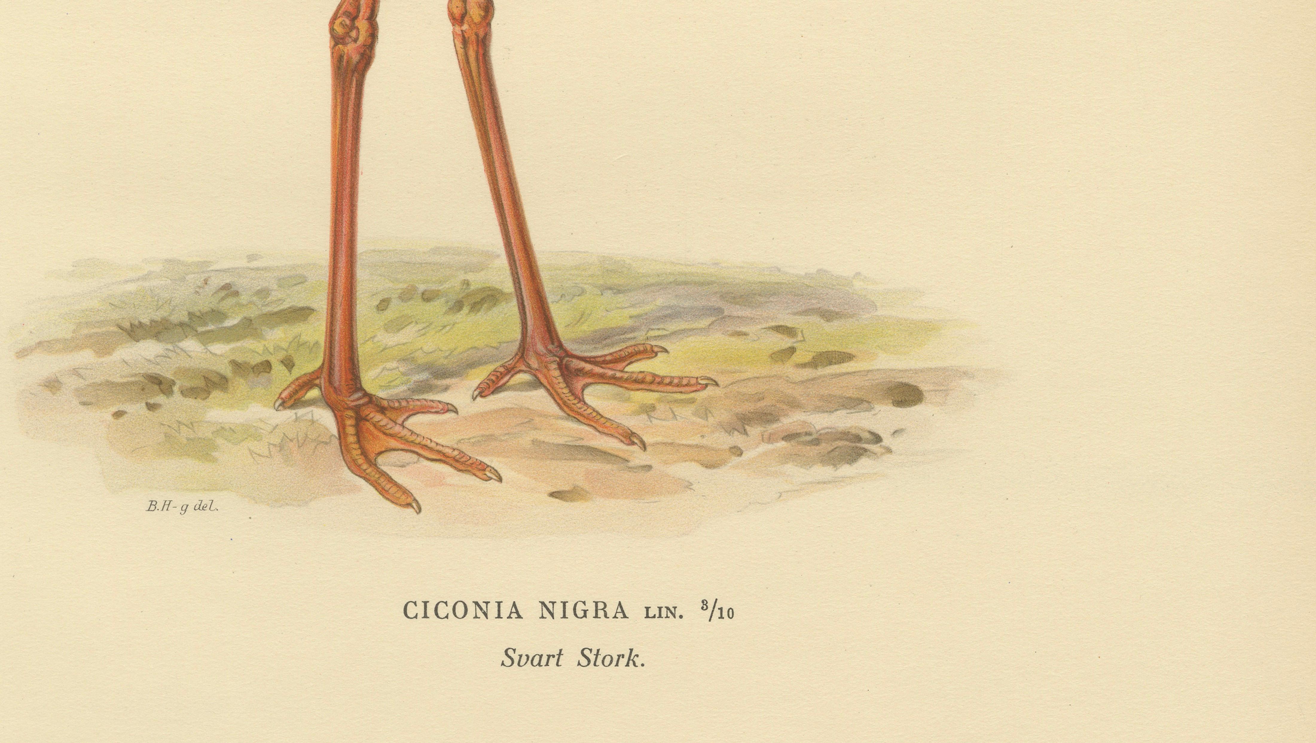 Black Stork Ciconia Nigra - Antique Scandinavian Bird Lithograph, 1929