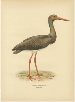 Black Stork Ciconia Nigra - Antique Scandinavian Bird Lithograph, 1929