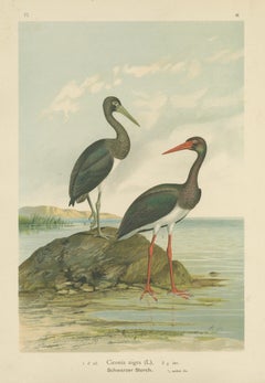 Black Storks by the Water – Elegant Antique Bird Chromolithograph c.1880