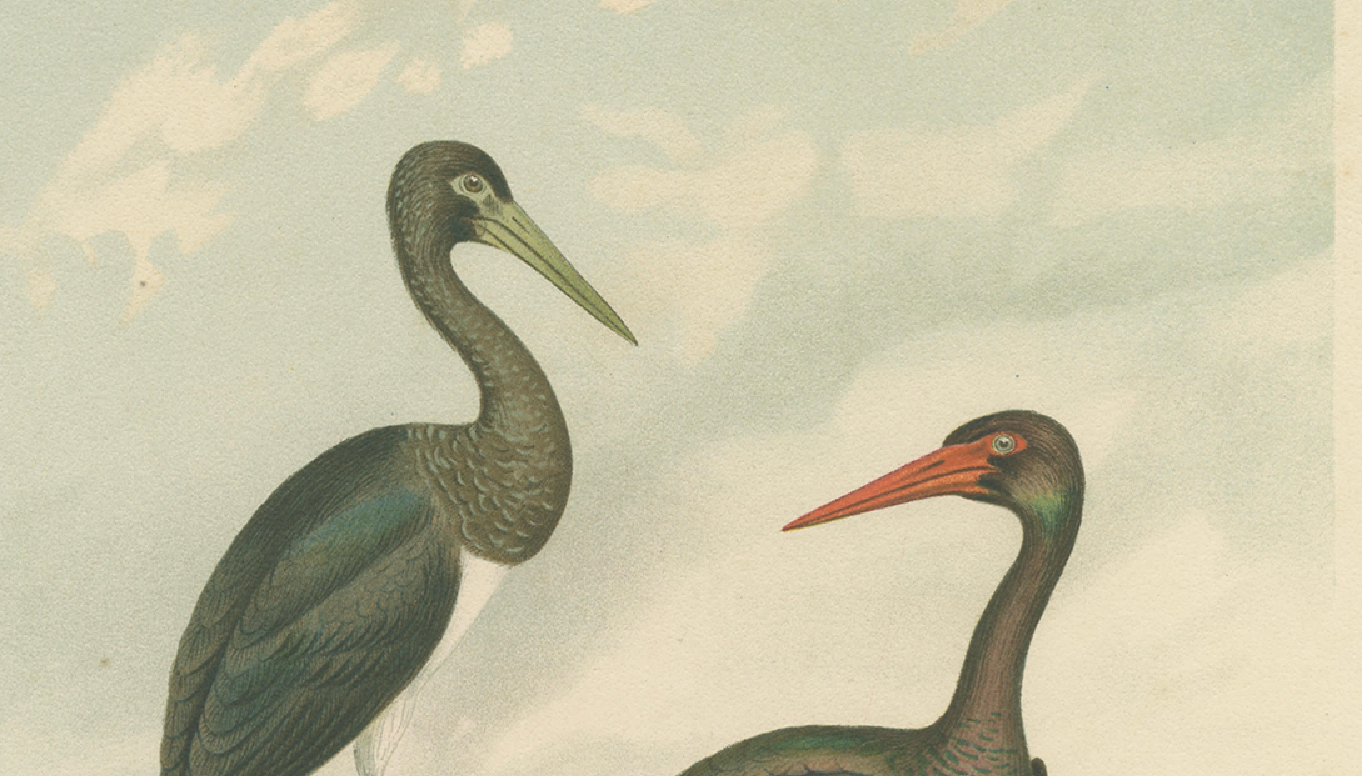 Black Storks by the Water – Elegant Antique Bird Chromolithograph c.1880