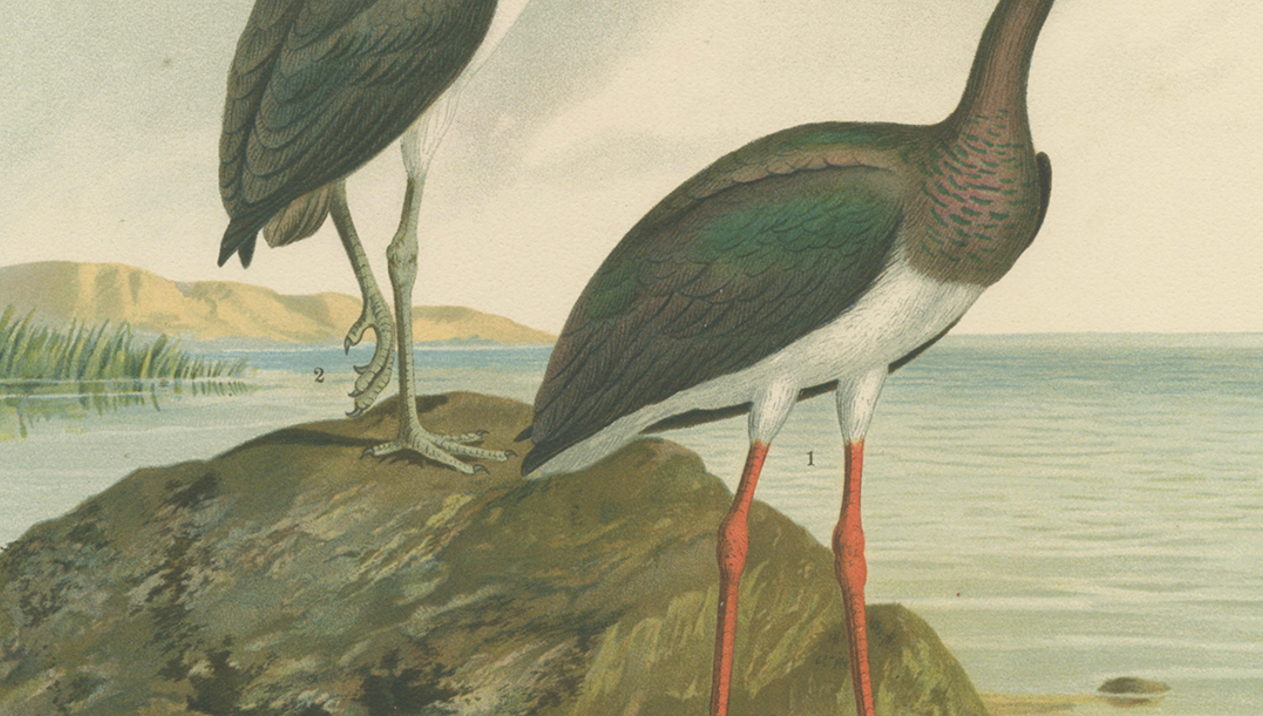 Black Storks by the Water – Elegant Antique Bird Chromolithograph c.1880