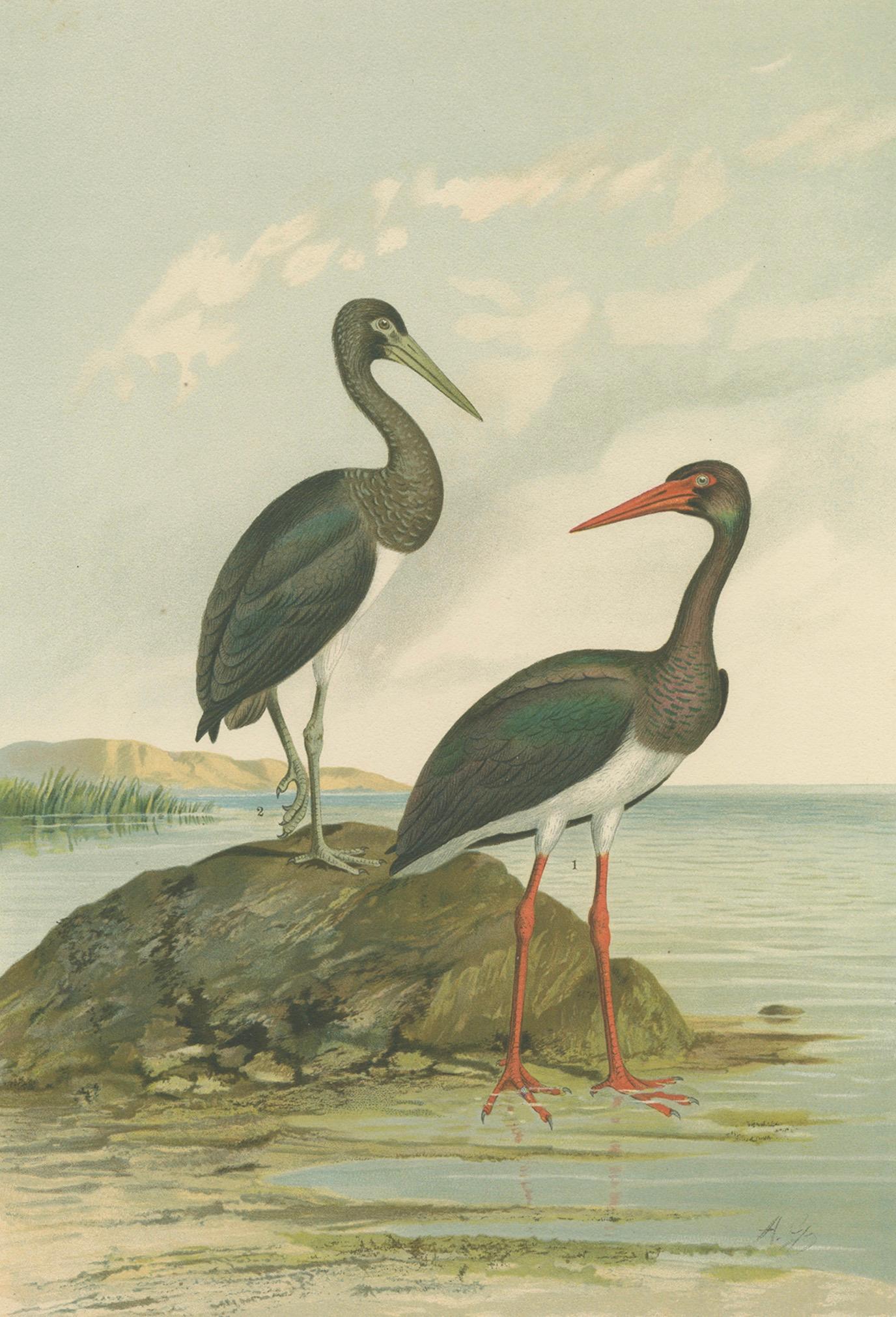 Black Storks by the Water – Elegant Antique Bird Chromolithograph c.1880