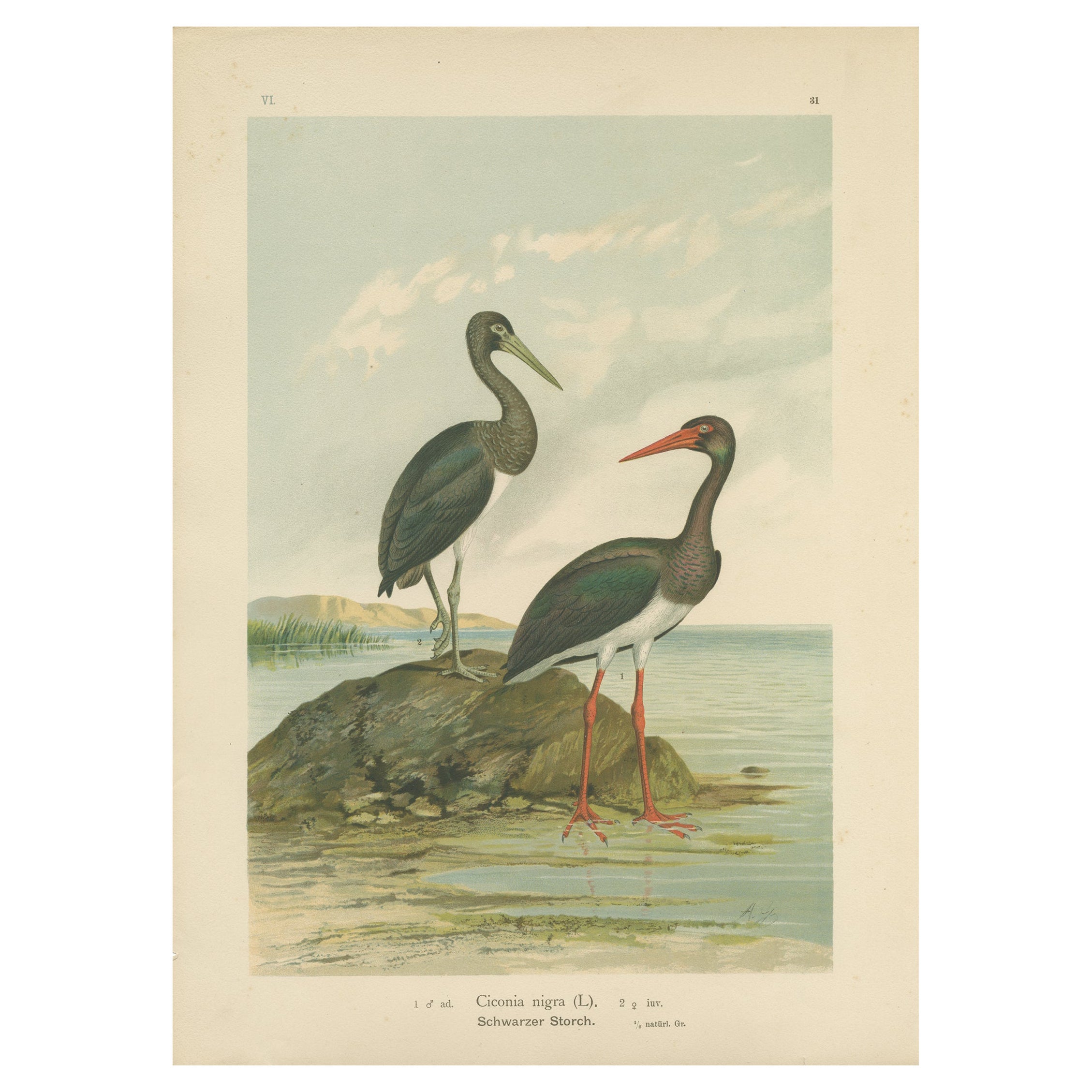 Black Storks by the Water – Elegant Antique Bird Chromolithograph c.1880
