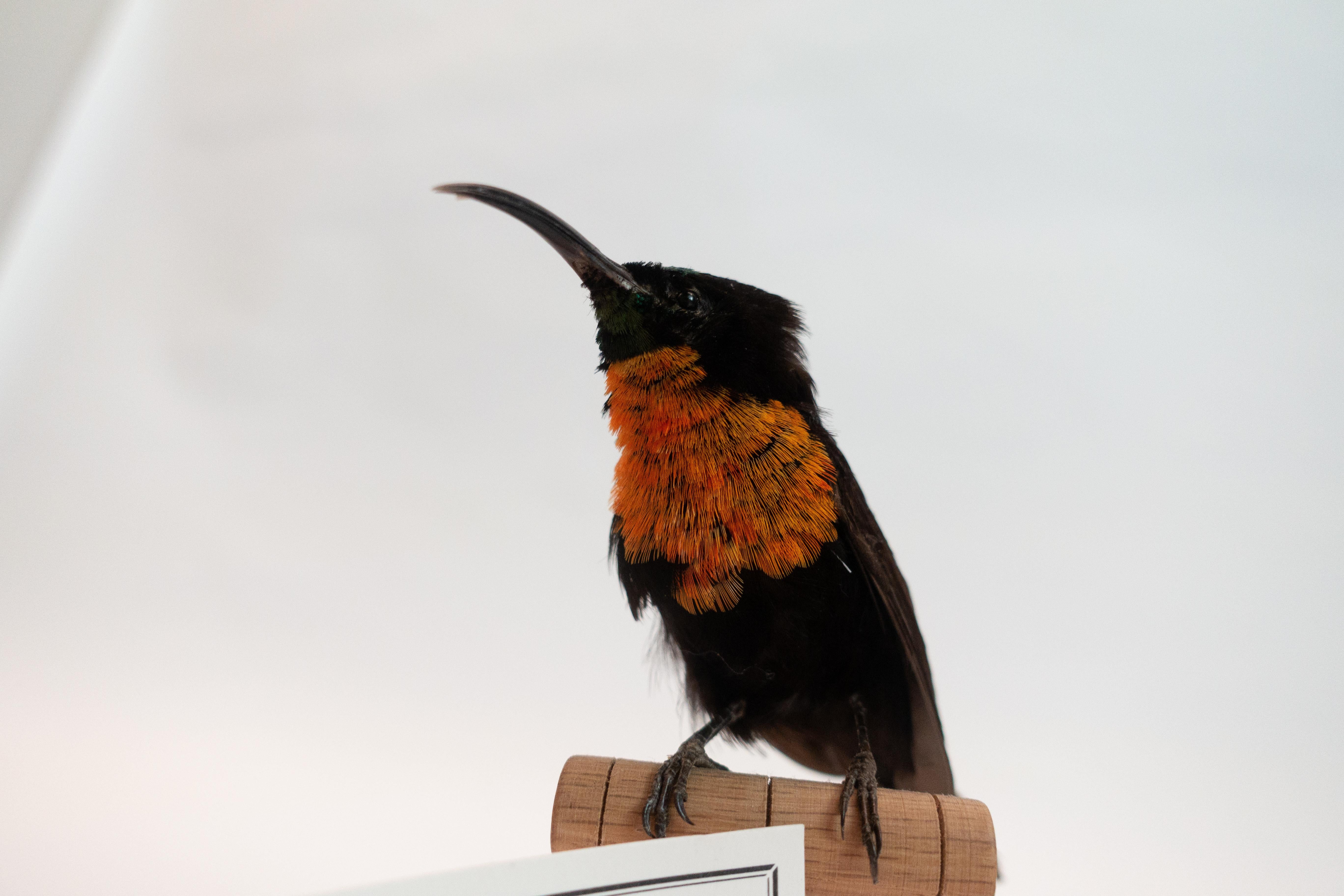 Black Sunbird Mounted Taxidermy Specimen im Zustand „Gut“ in New York, NY