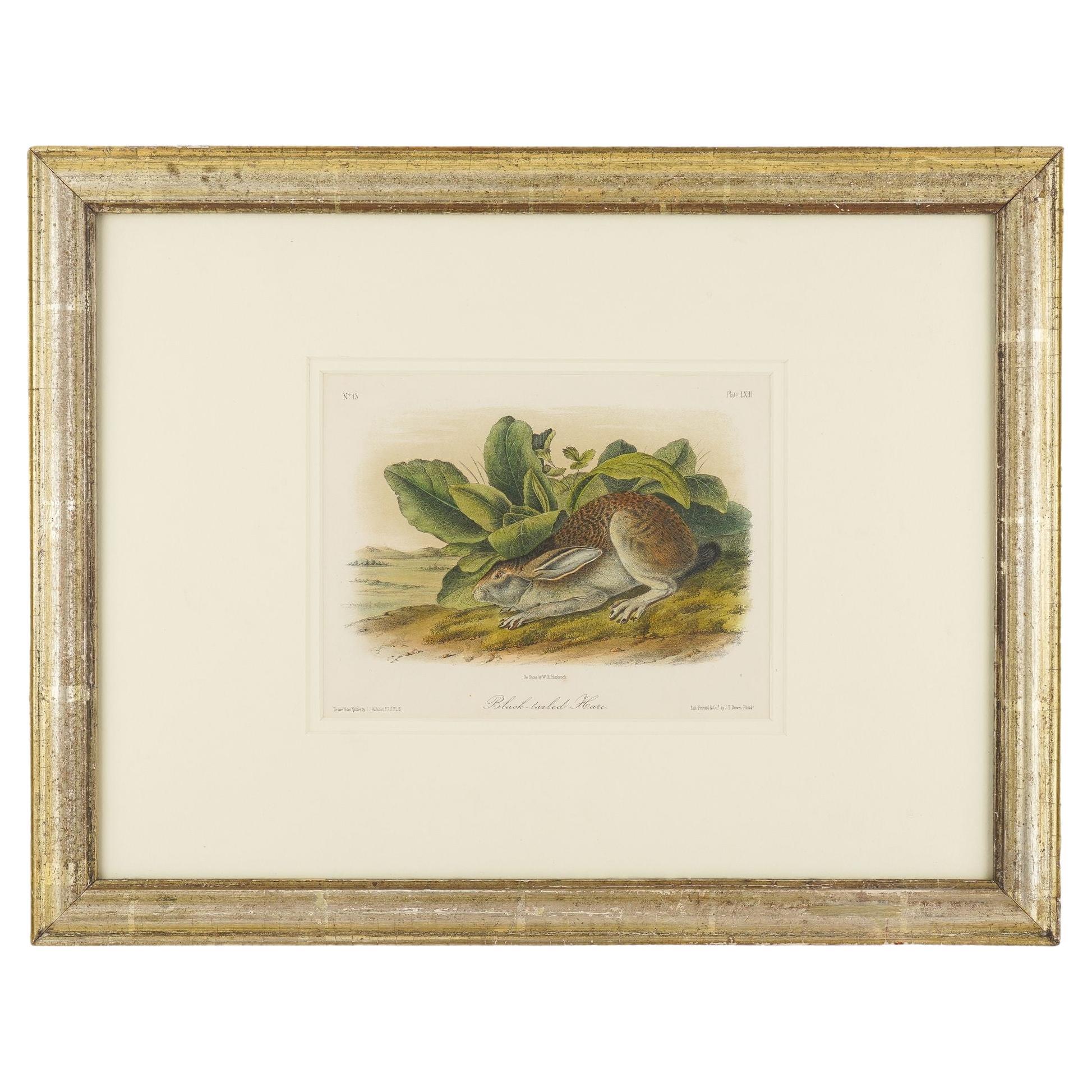 Lepre dalla coda nera da "Quadrupedi del Nord America" di J.J. Audubon, 1849