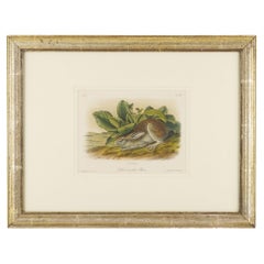 Lepre dalla coda nera da "Quadrupedi del Nord America" di J.J. Audubon, 1849