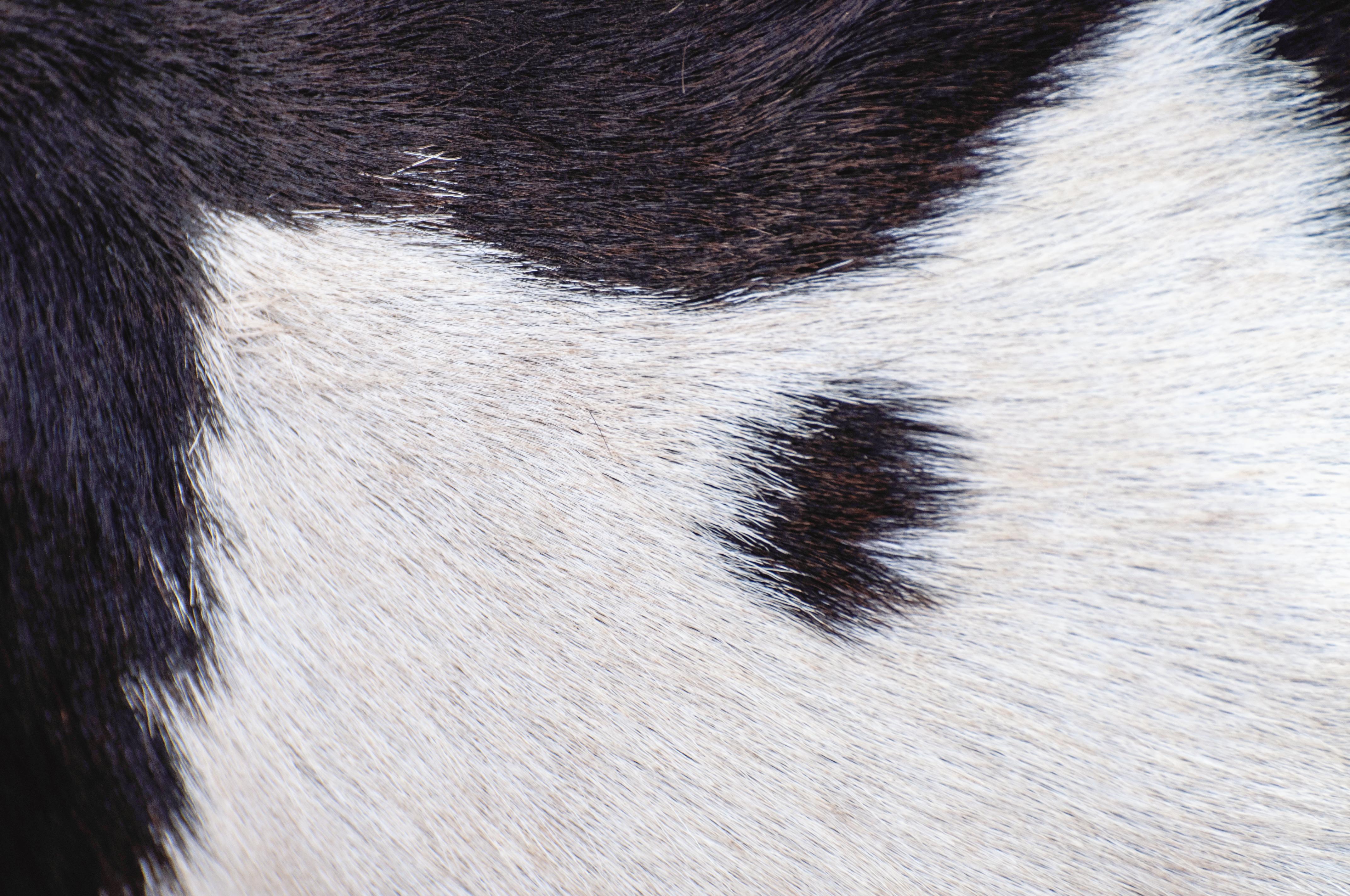 Adirondack Black & White Genuine Large European Cowhide Hair Rug For Sale