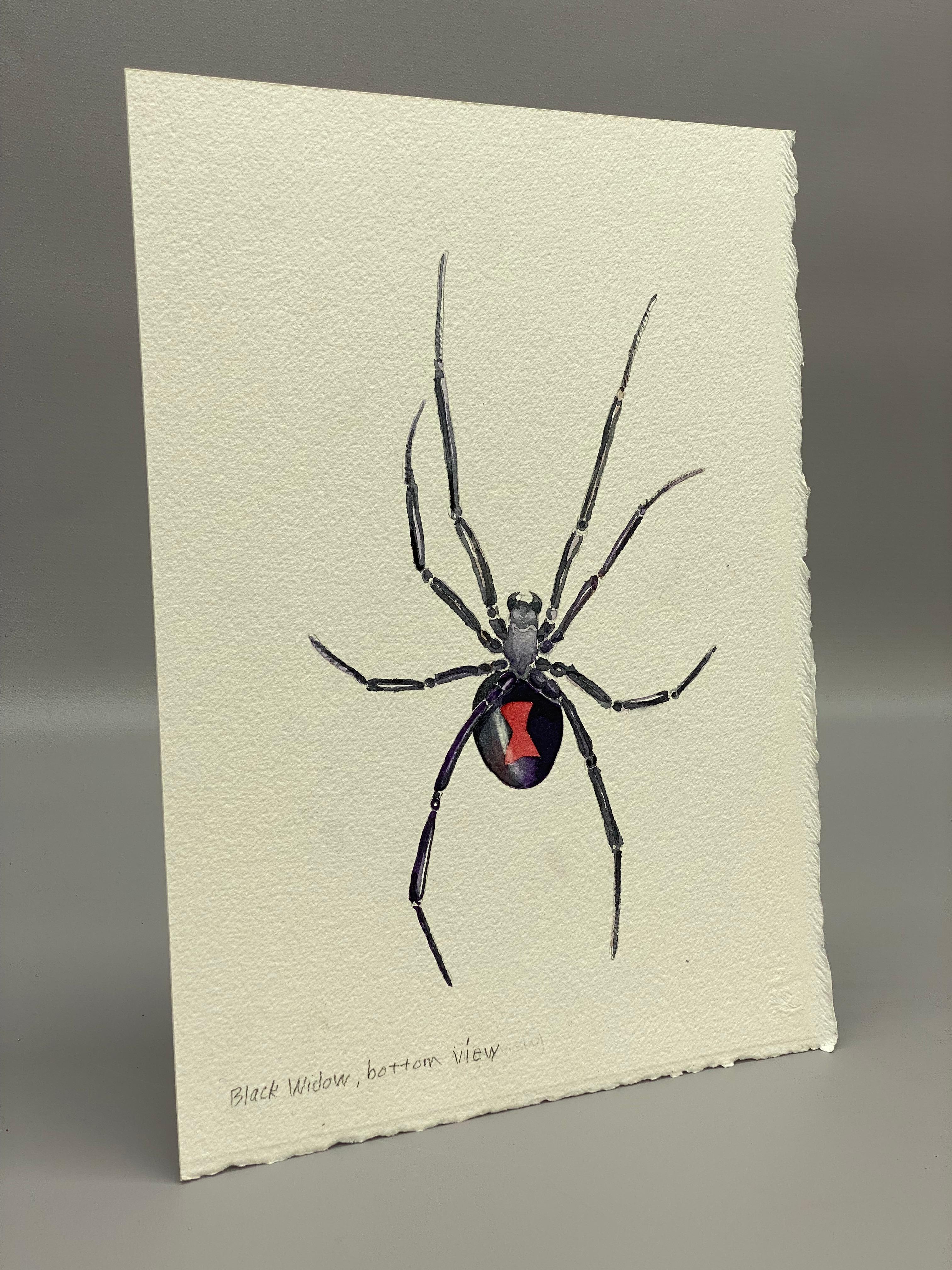 Watercolor on paper entitled Black Widow, Bottom View by Jim Adair. Inscribed lower left. 

All of Jim Adair's work was purchased straight from his country home in New Paltz, New York, Ulster County. Adair was an ad, marketing and design man that