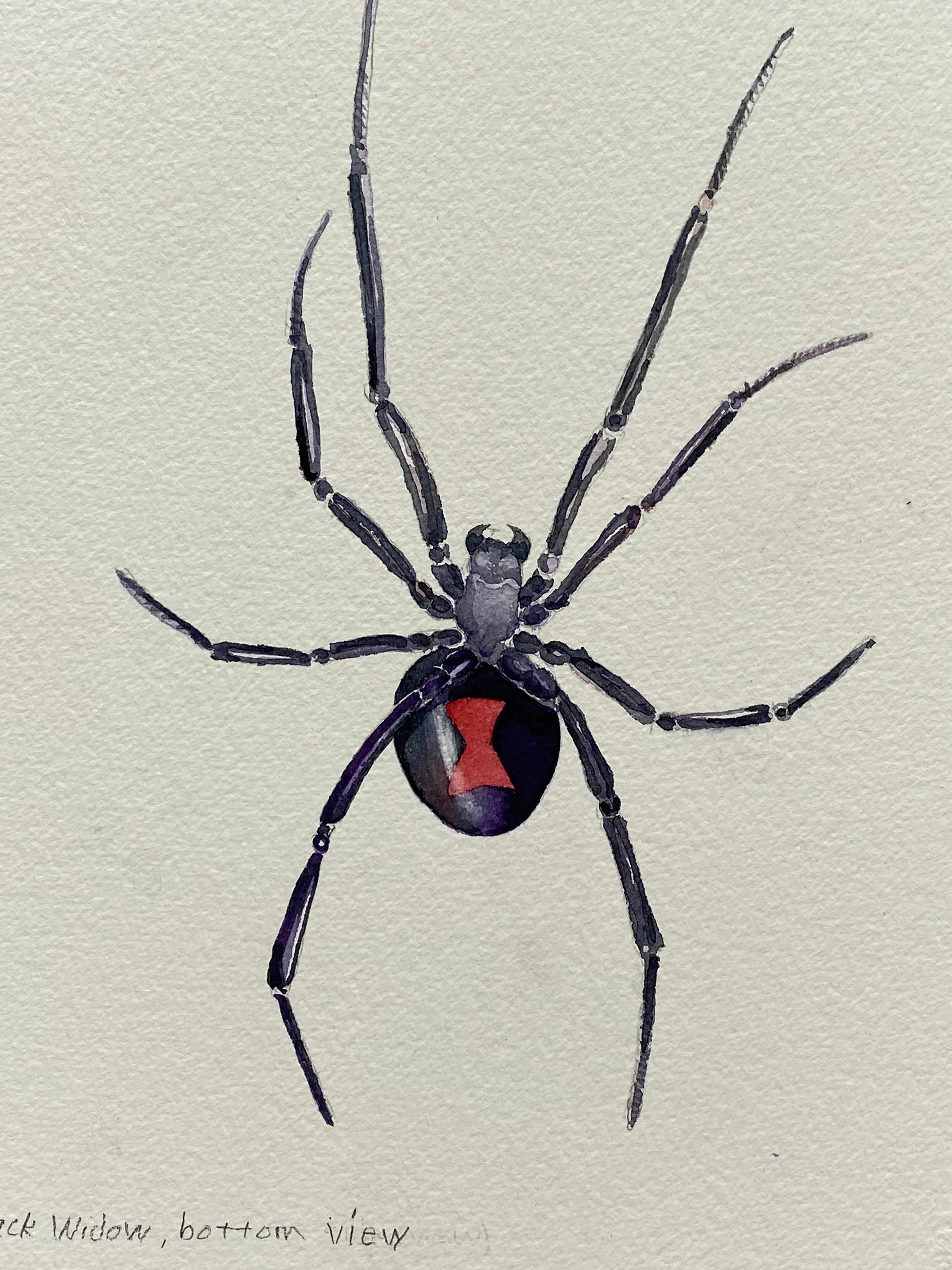 American Black Widow Watercolor Painting by Jim Adair For Sale