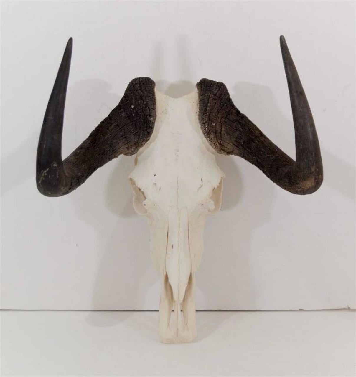 African wildebeest skull can be wall-mounted or rest on a tabletop.