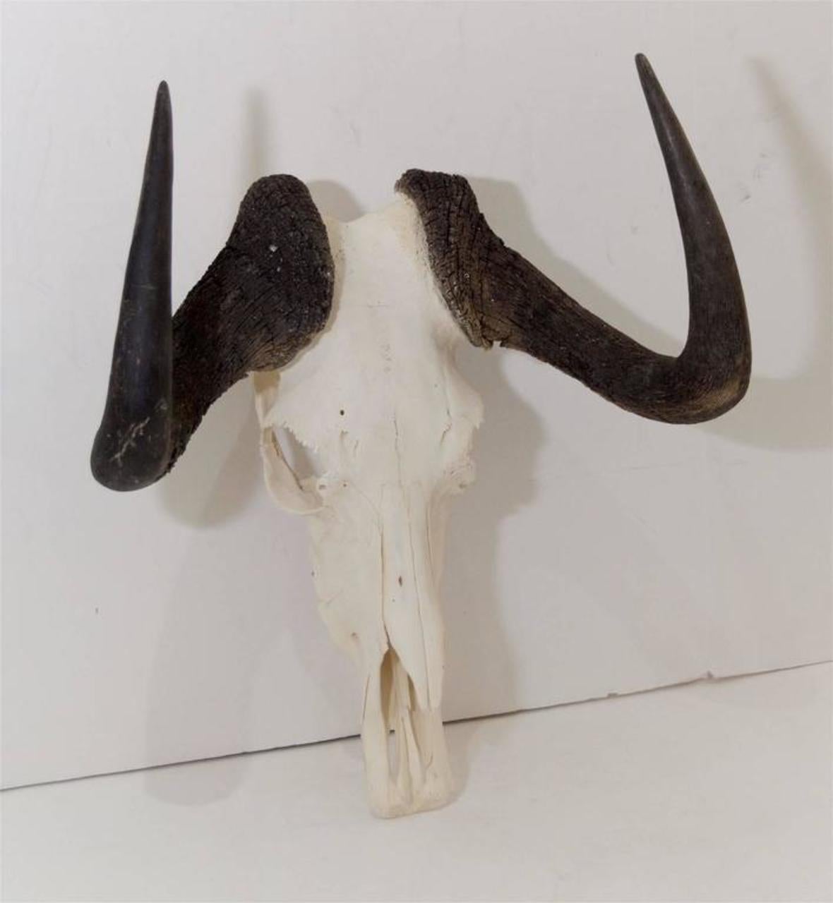 wildebeest skull for sale