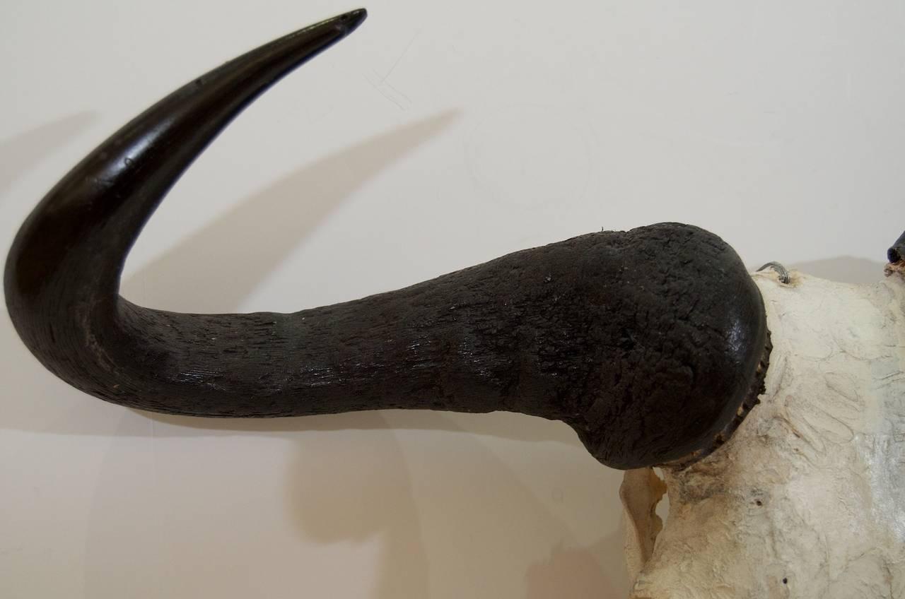 black wildebeest skull mount