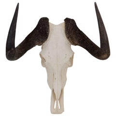 Black Wildebeest Skull and Horns
