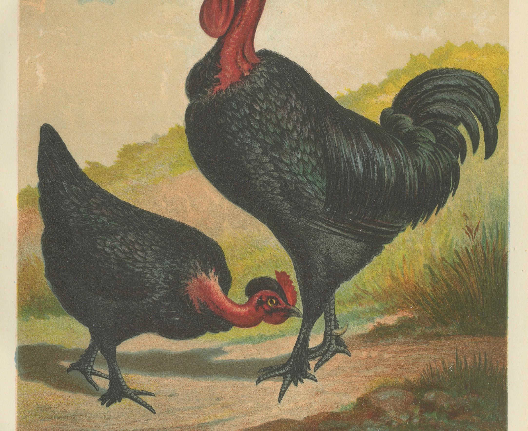 Black Zevenbergen Naked Neck Chickens - A Striking 19th-Century Poultry Print In Good Condition For Sale In Langweer, NL