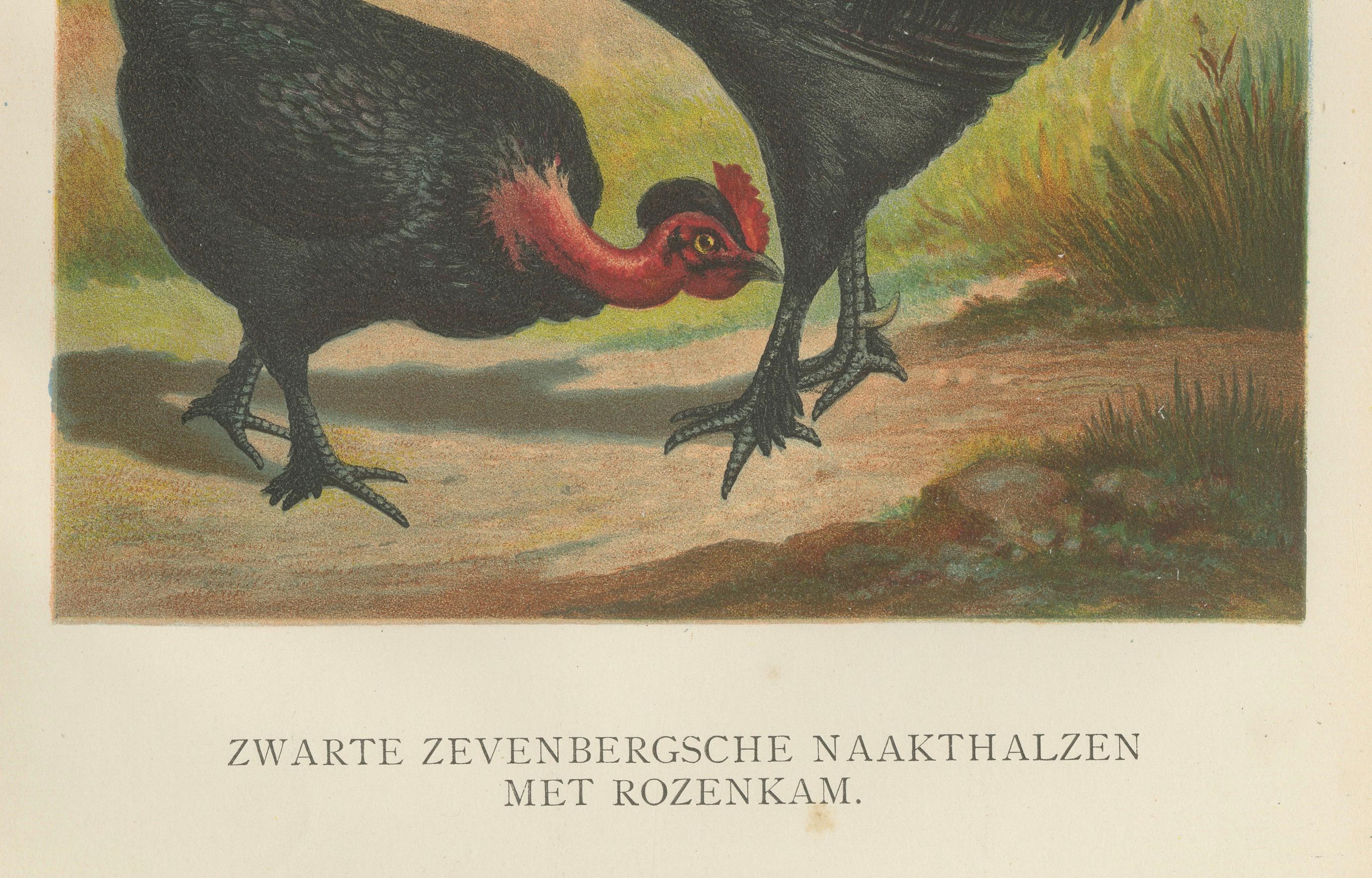 Late 19th Century Black Zevenbergen Naked Neck Chickens - A Striking 19th-Century Poultry Print For Sale