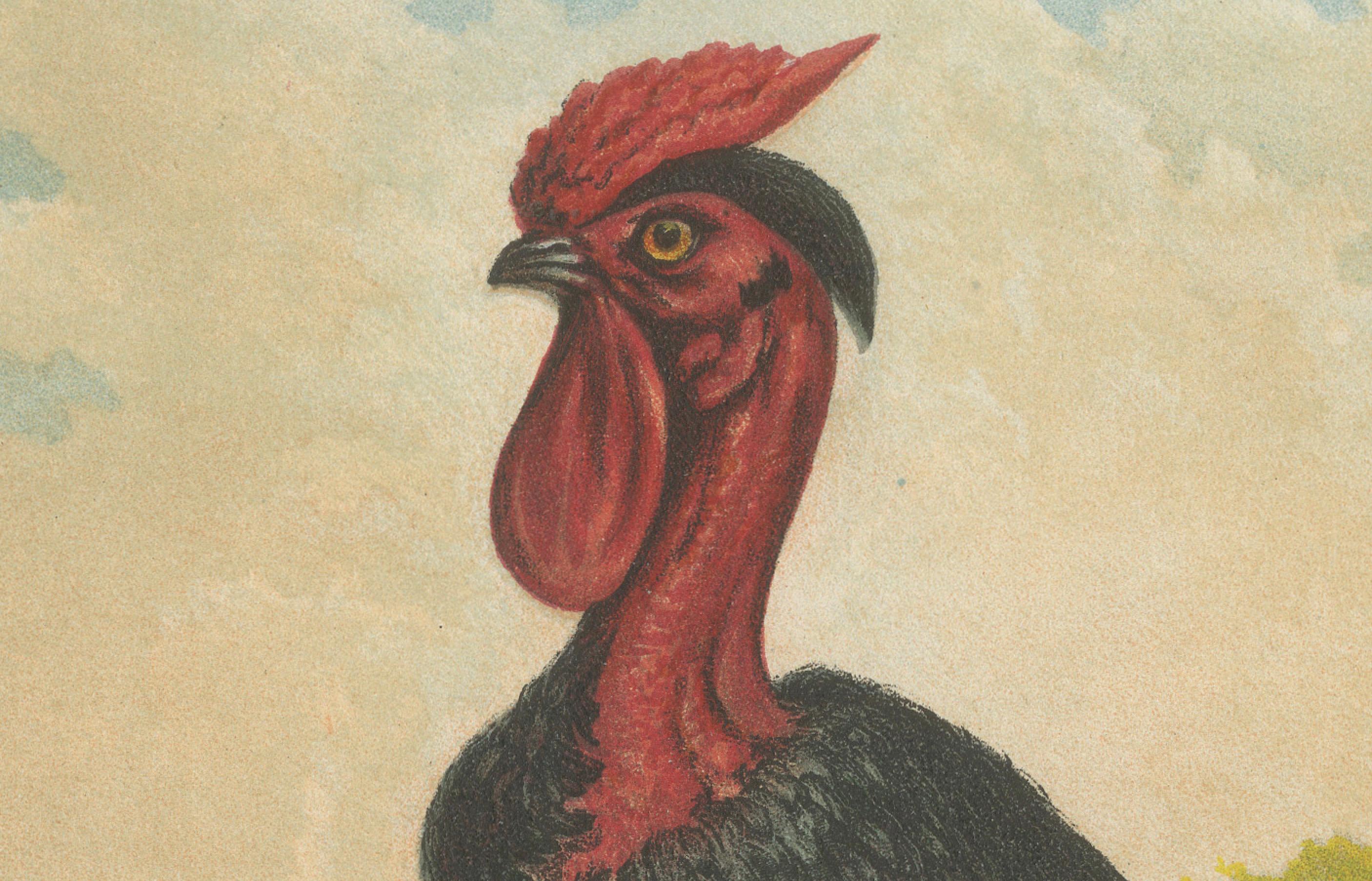 Paper Black Zevenbergen Naked Neck Chickens - A Striking 19th-Century Poultry Print For Sale