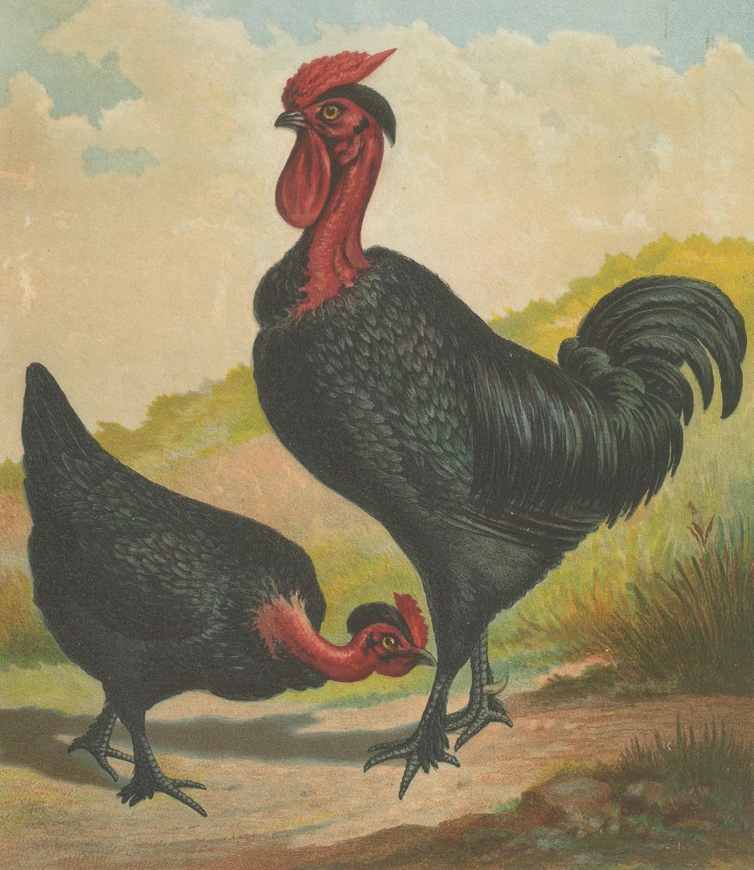 Black Zevenbergen Naked Neck Chickens - A Striking 19th-Century Poultry Print For Sale 1