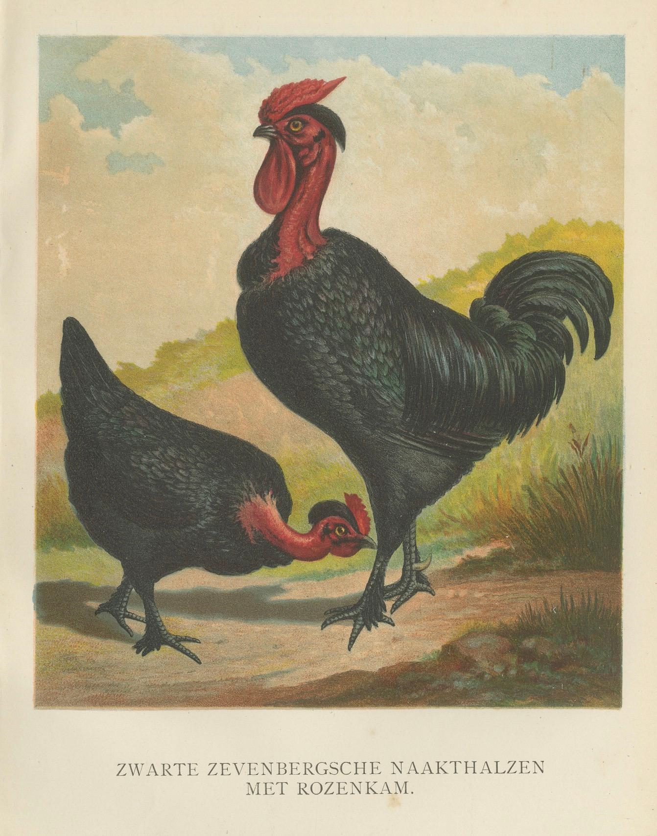 Black Zevenbergen Naked Neck Chickens - A Striking 19th-Century Poultry Print For Sale 2