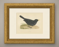 Blackbird on Grassy Ground, Antique Hand Colored Bird Print, Morris, 1896