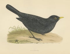 Blackbird on Grassy Ground, Antique Hand Colored Bird Print, Morris, 1896