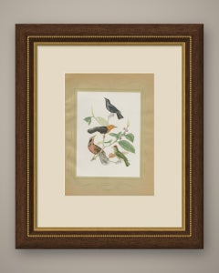Blackbirds and Marsh Birds, Brazilian Bird Print, Descourtilz, 1944
