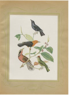 Blackbirds and Marsh Birds, Brazilian Bird Print, Descourtilz, 1944