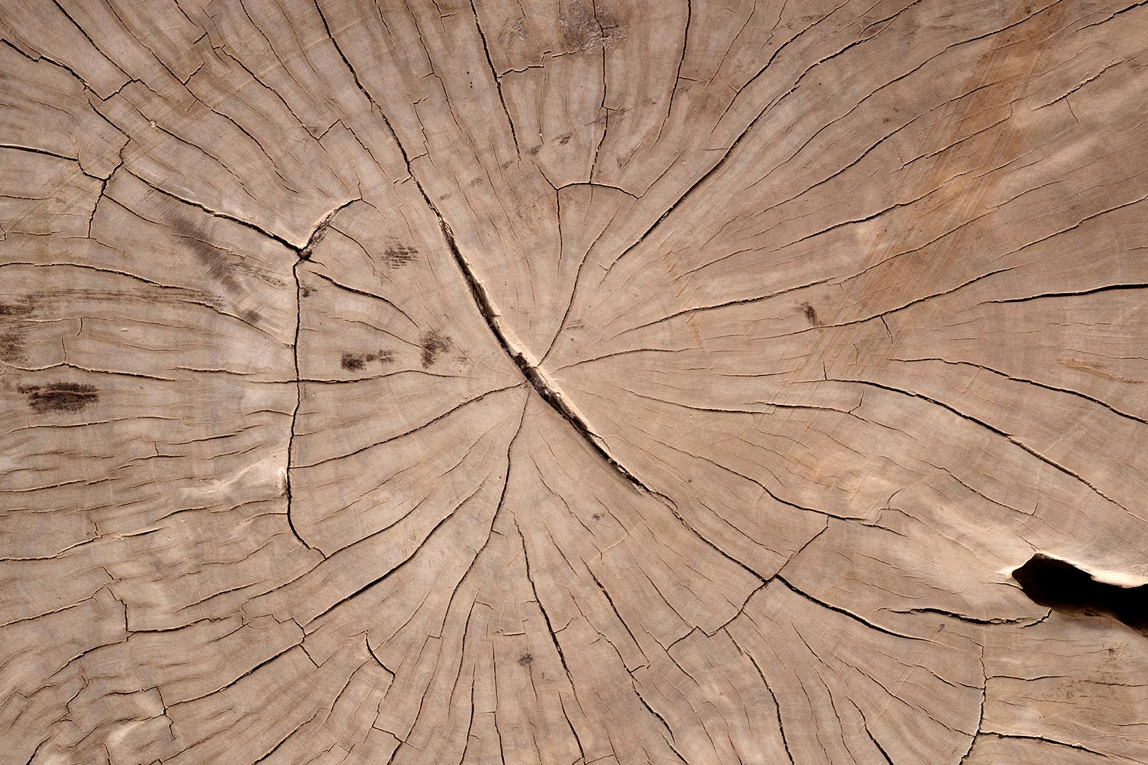 Bleached Lychee Wood Coffee Table For Sale 3