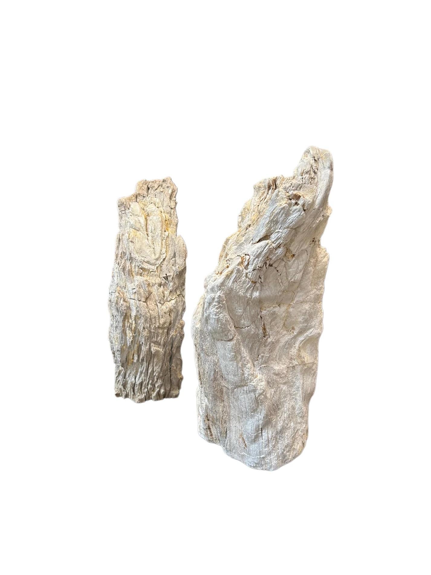 Sculture in legno pietrificato sbiancato
Venduto singolarmente.
Alto: 17
