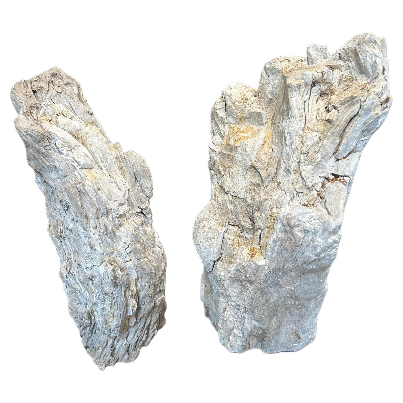 Sculture in legno pietrificato sbiancato