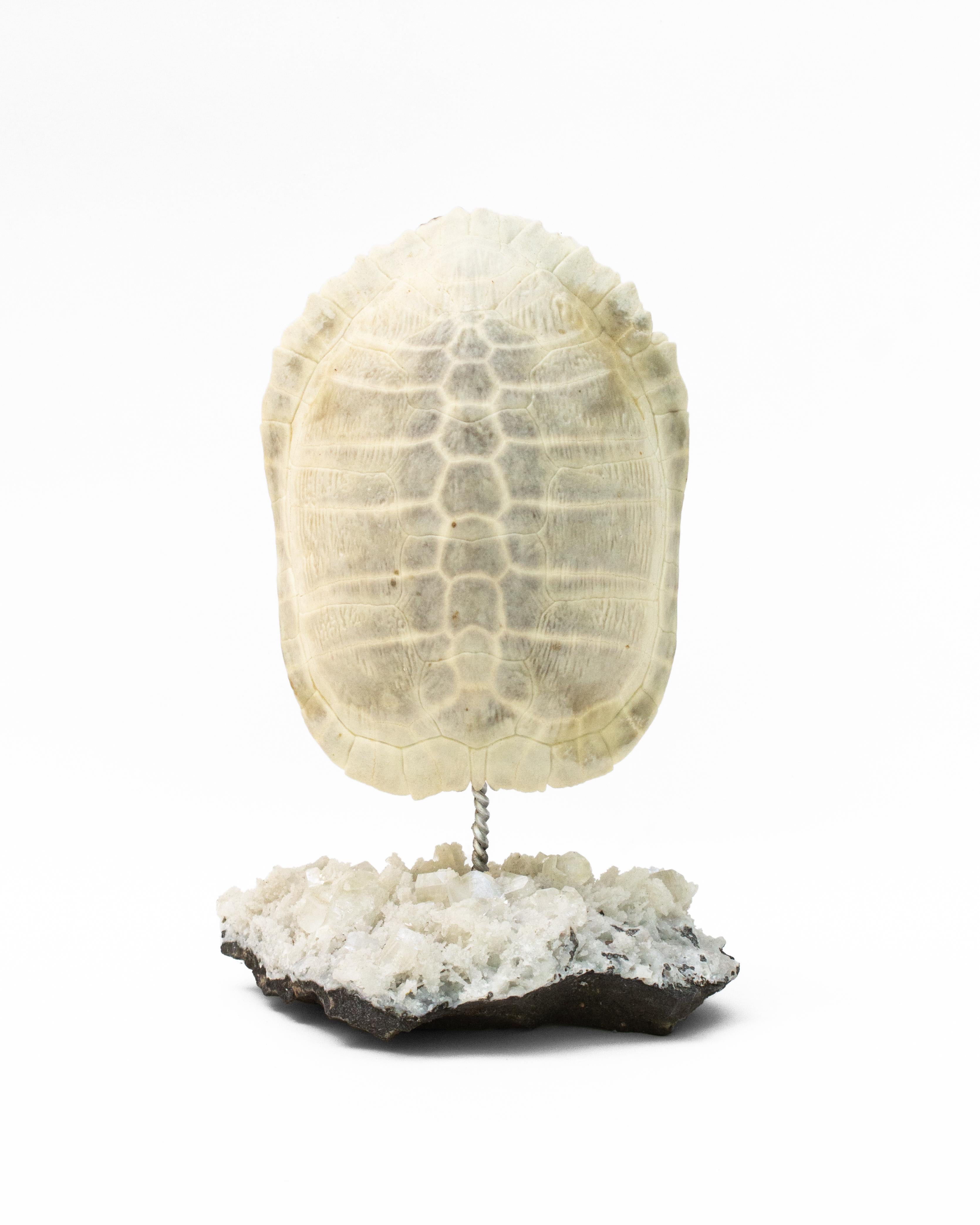 Bleached turtle shell mounted on a Stilbite and Apophyllite mineral base. 

The turtle shell has been naturally bleached by the sun and mounted on the rare mineral formation. Apophyllite is a mineral occurring typically as white glass prisms,