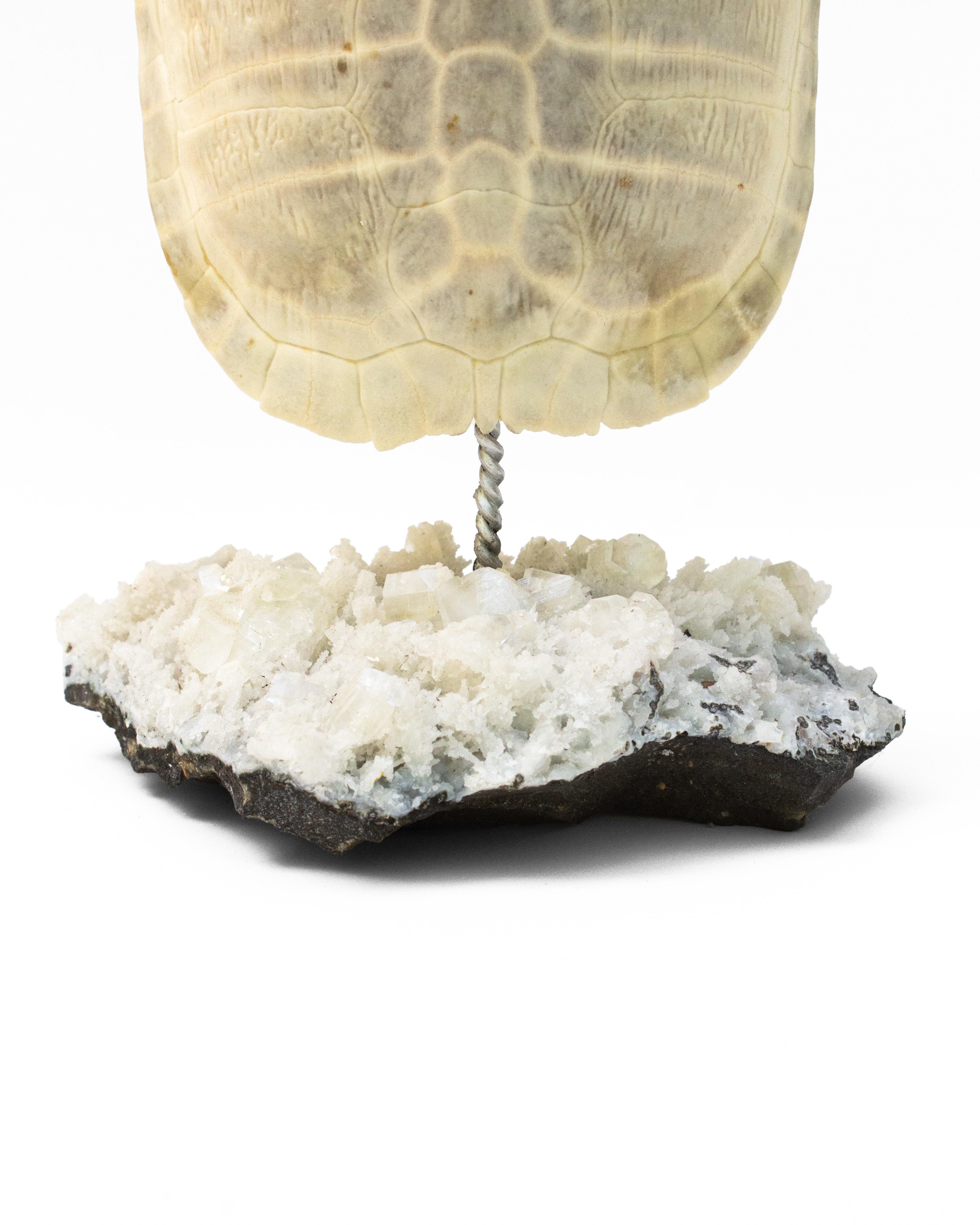 white turtle shell