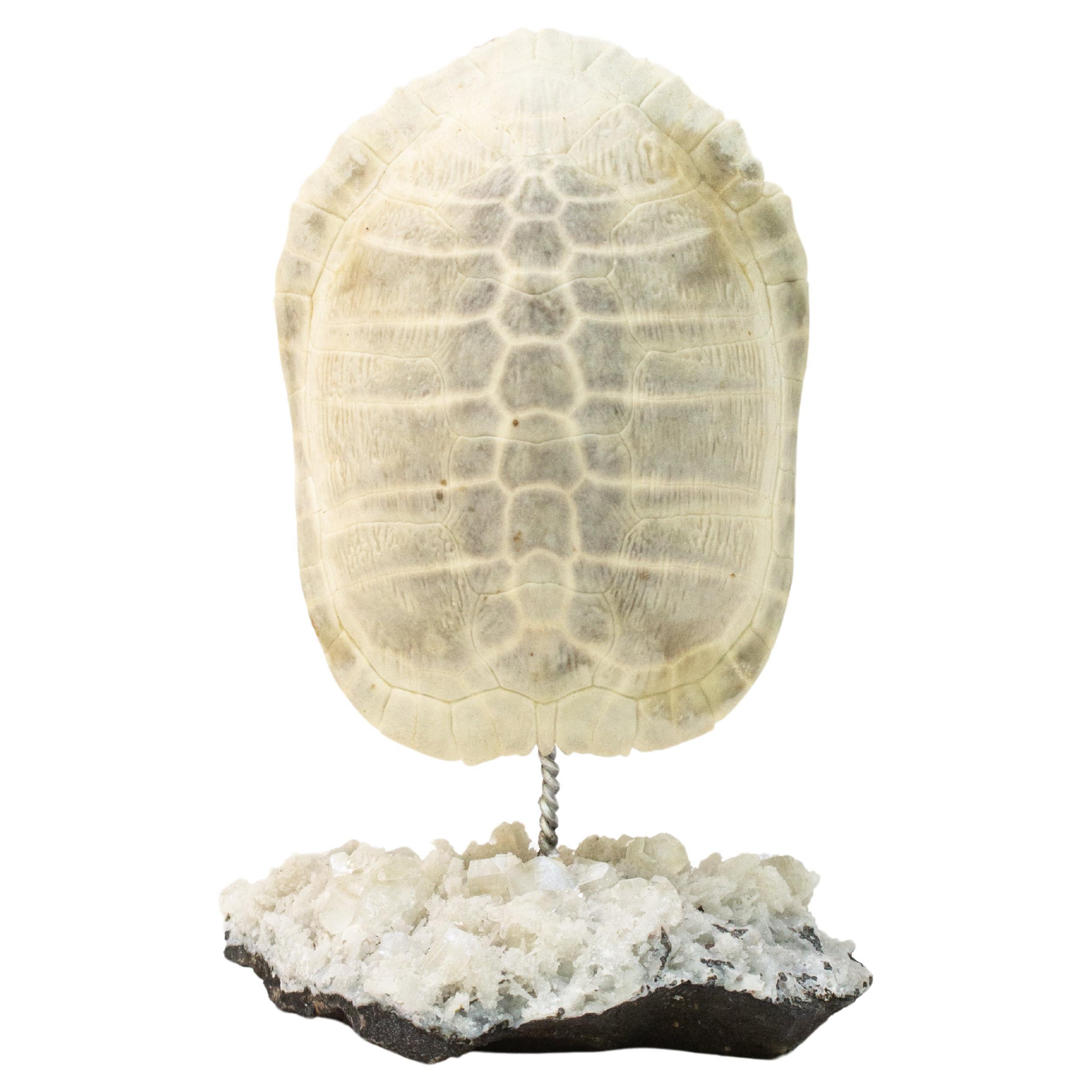 Bleached Turtle Shell Mounted on a Stilbite and Apophyllite Mineral Base For Sale