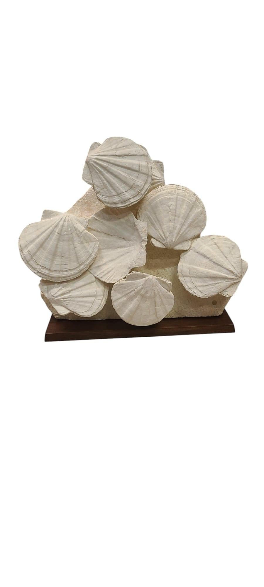 Ce fossile unique de coquilles Saint-Jacques (également appelées coquilles Saint Jacques, ou scientifiquement : gigantopecten restitutensis) date d'il y a environ 20 millions d'années. Il a été trouvé dans le sud de la France à Lacoste, dans le