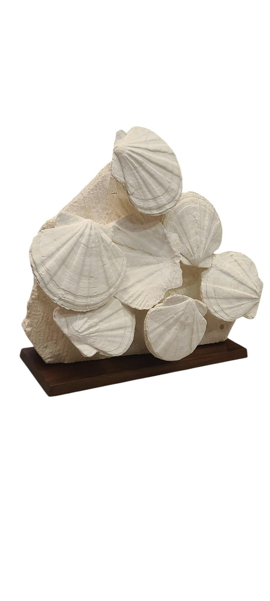 Pierre Groupe de festons de coquillages fossiles, France, époque Burdigalien, 20 millions d'années en vente