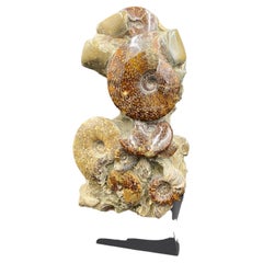Antique Block of Ammonites Fossils
