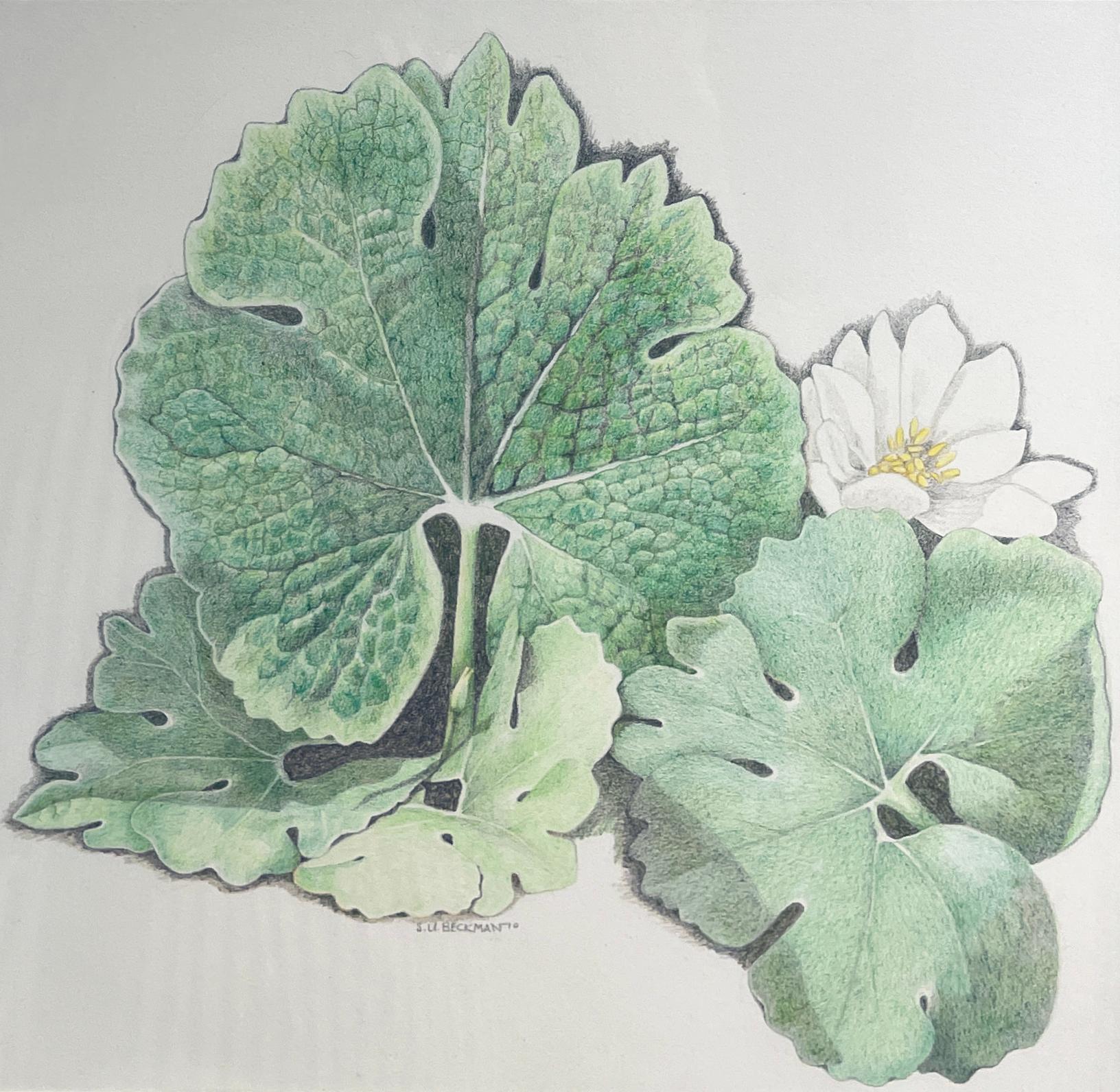 Bloodroot, Marco Dorado en Nuevo estado para la venta en Chicago, IL