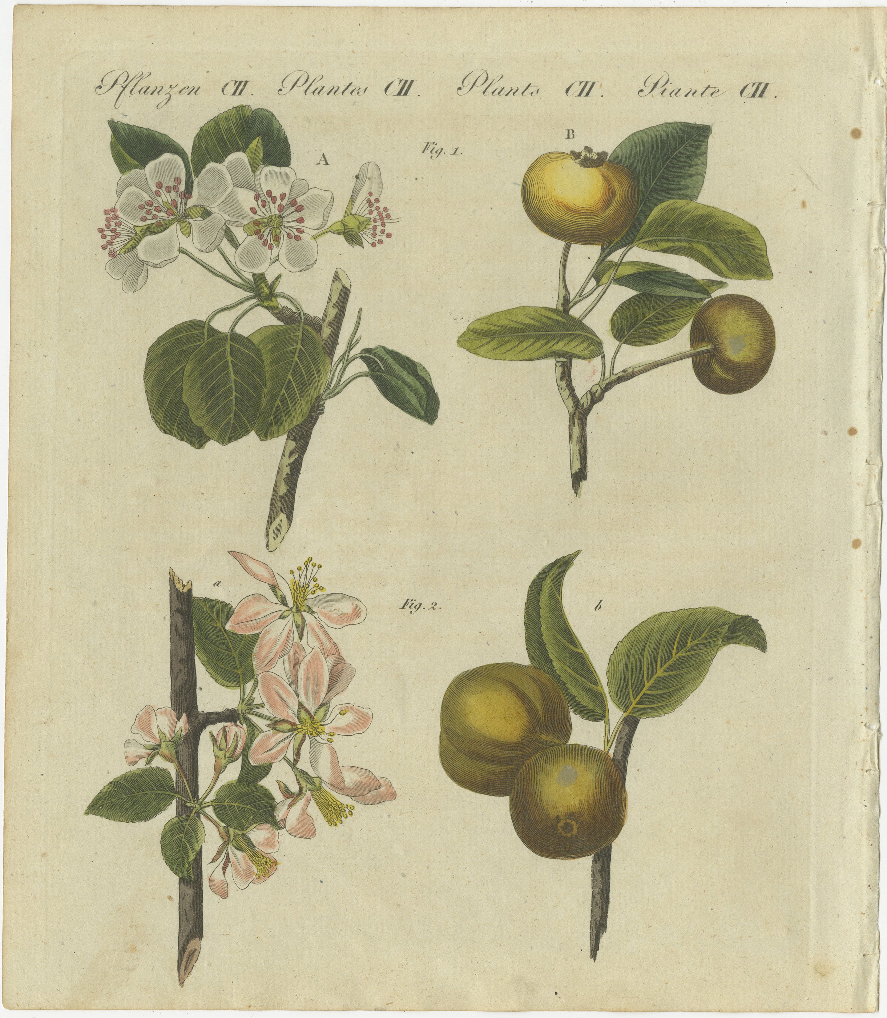 Cette gravure sur cuivre colorée à la main, tirée du *Bilderbuch für Kinder* (Livre d'images pour enfants) de Friedrich Johann Bertuch, publié pour la première fois en 1805, présente une illustration botanique détaillée de pommiers et de poiriers.